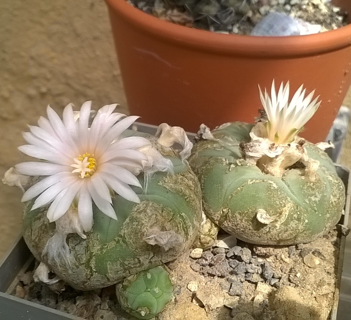 Lophophora diffusa